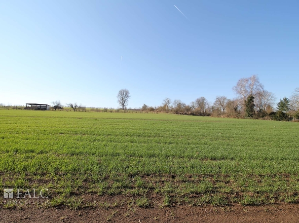 Blick ins Feld