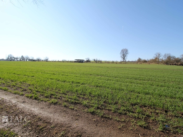 Blick ins Feld