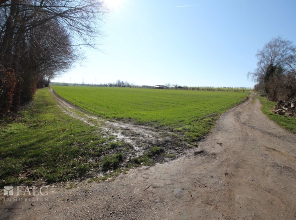 Blick ins Feld